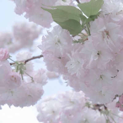 兽设设计灵感合集福瑞交流群